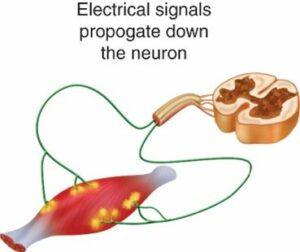 electrical signals in the neuron