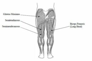 seating dynamics blog hip muscles