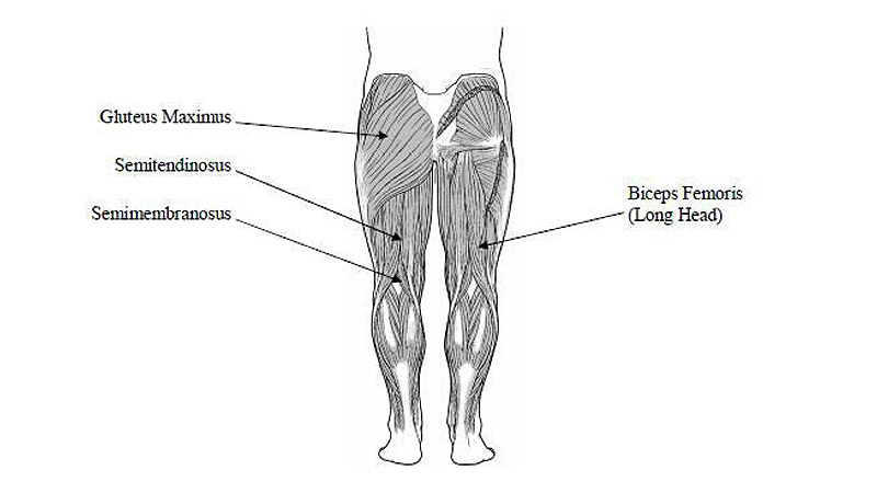 seating dynamics blog review of hip musculatur